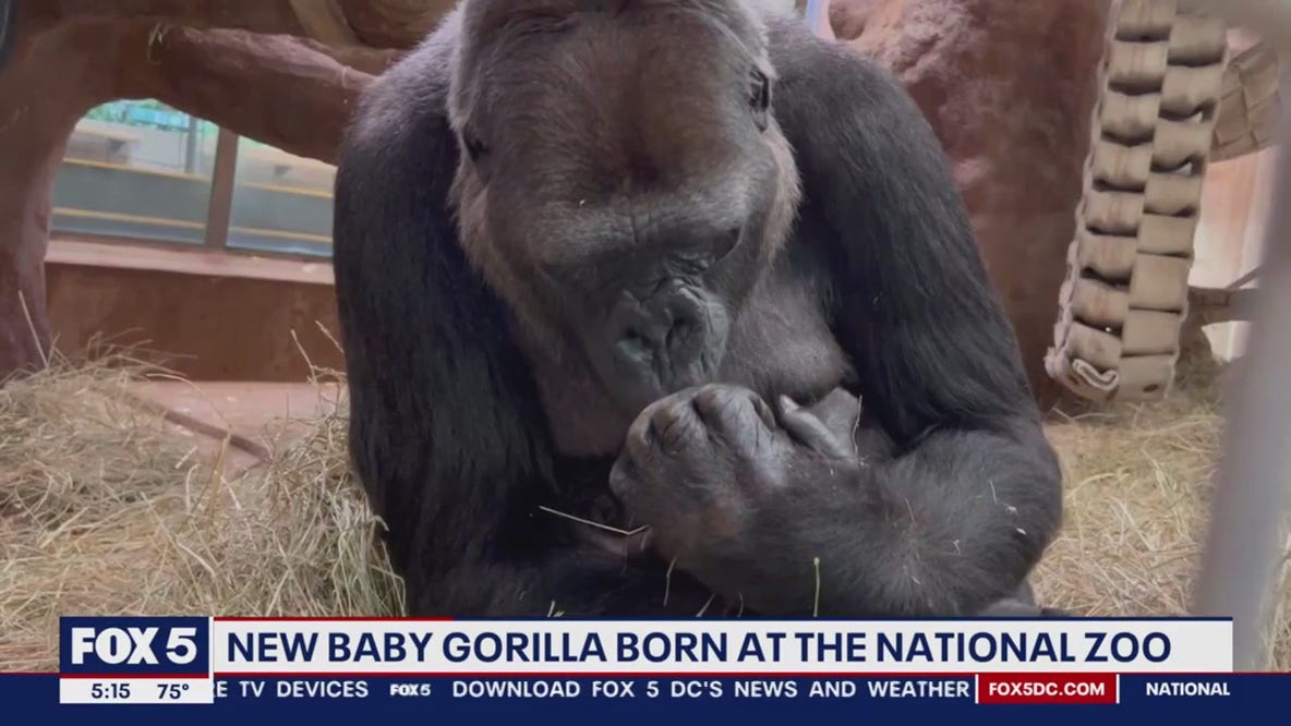 New baby gorilla born at the National Zoo